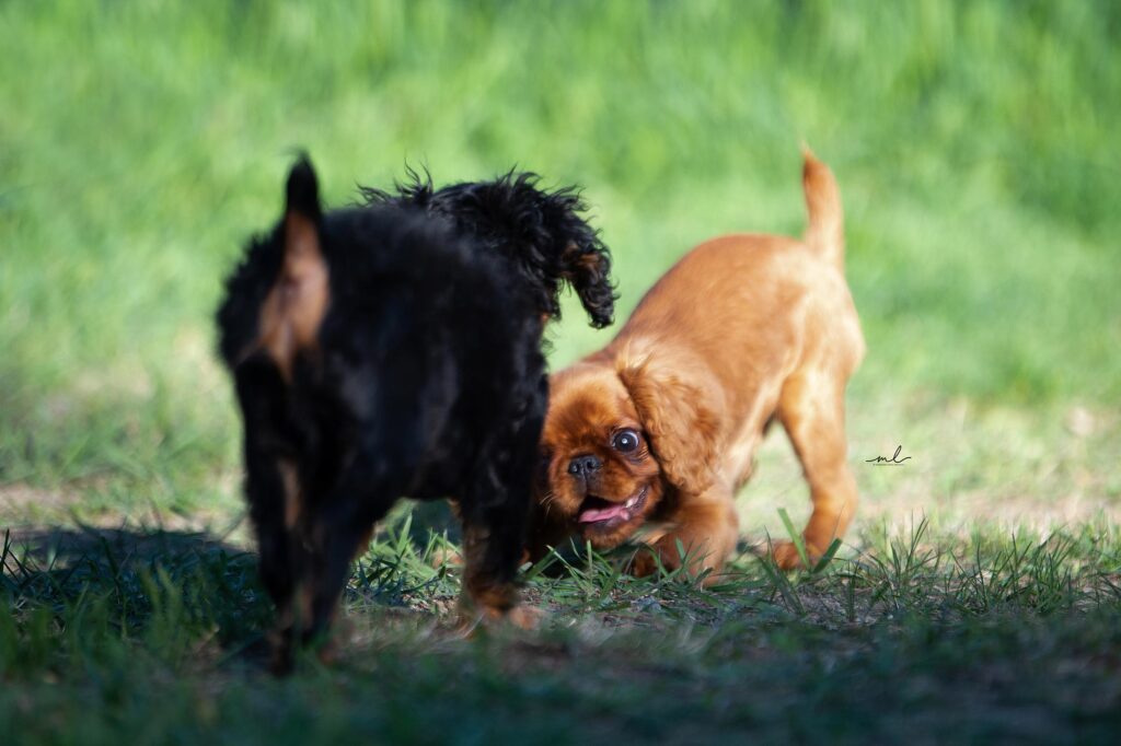 puppies playing in a field