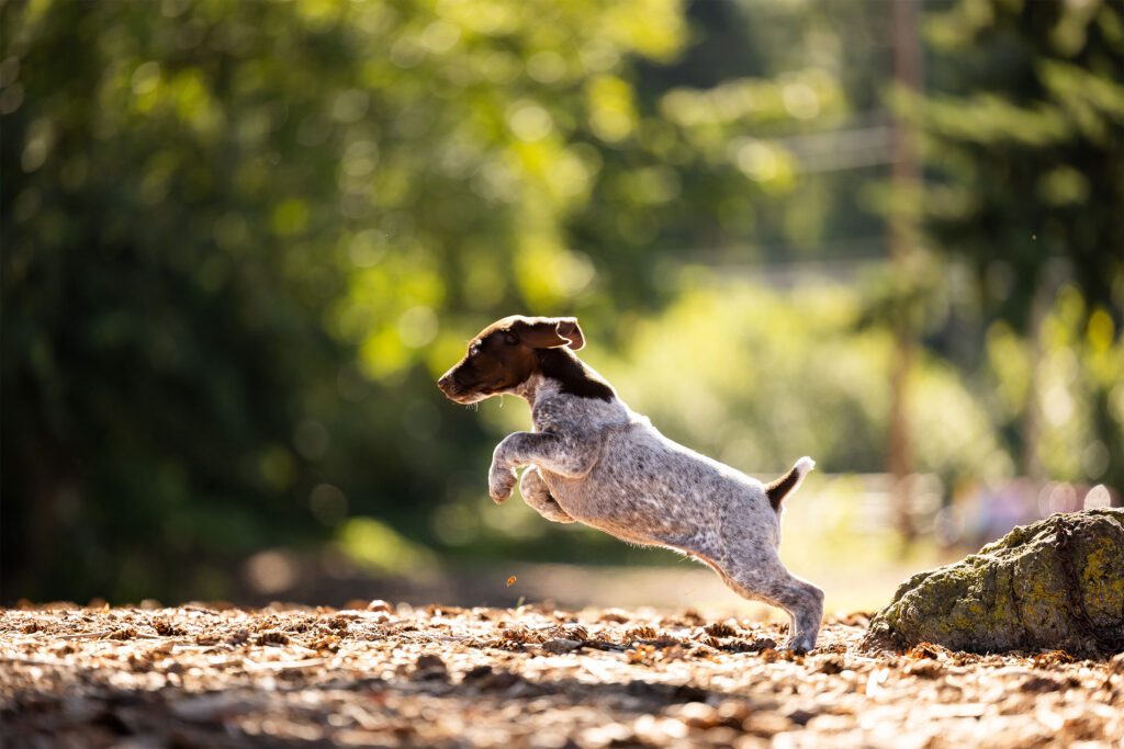puppy jumping
