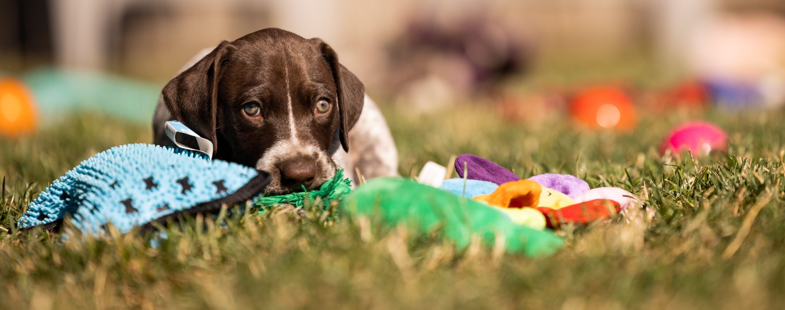 The Power of Independent Play